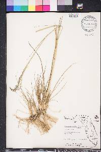 Eragrostis atrovirens image