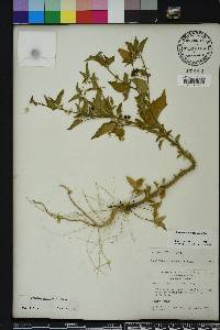 Solanum americanum image