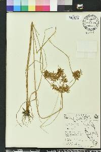 Cyperus polystachyos image