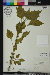 Solanum americanum image