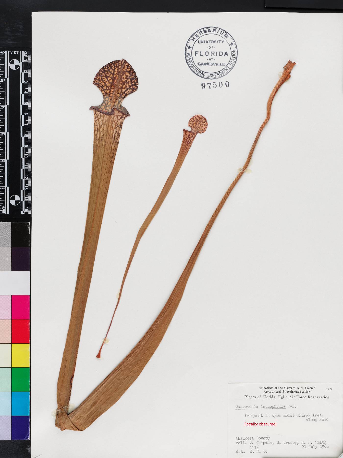 Sarracenia leucophylla image