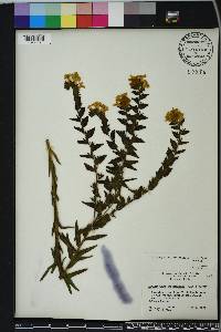 Lithospermum caroliniense image