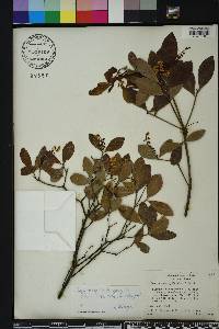 Cliftonia monophylla image