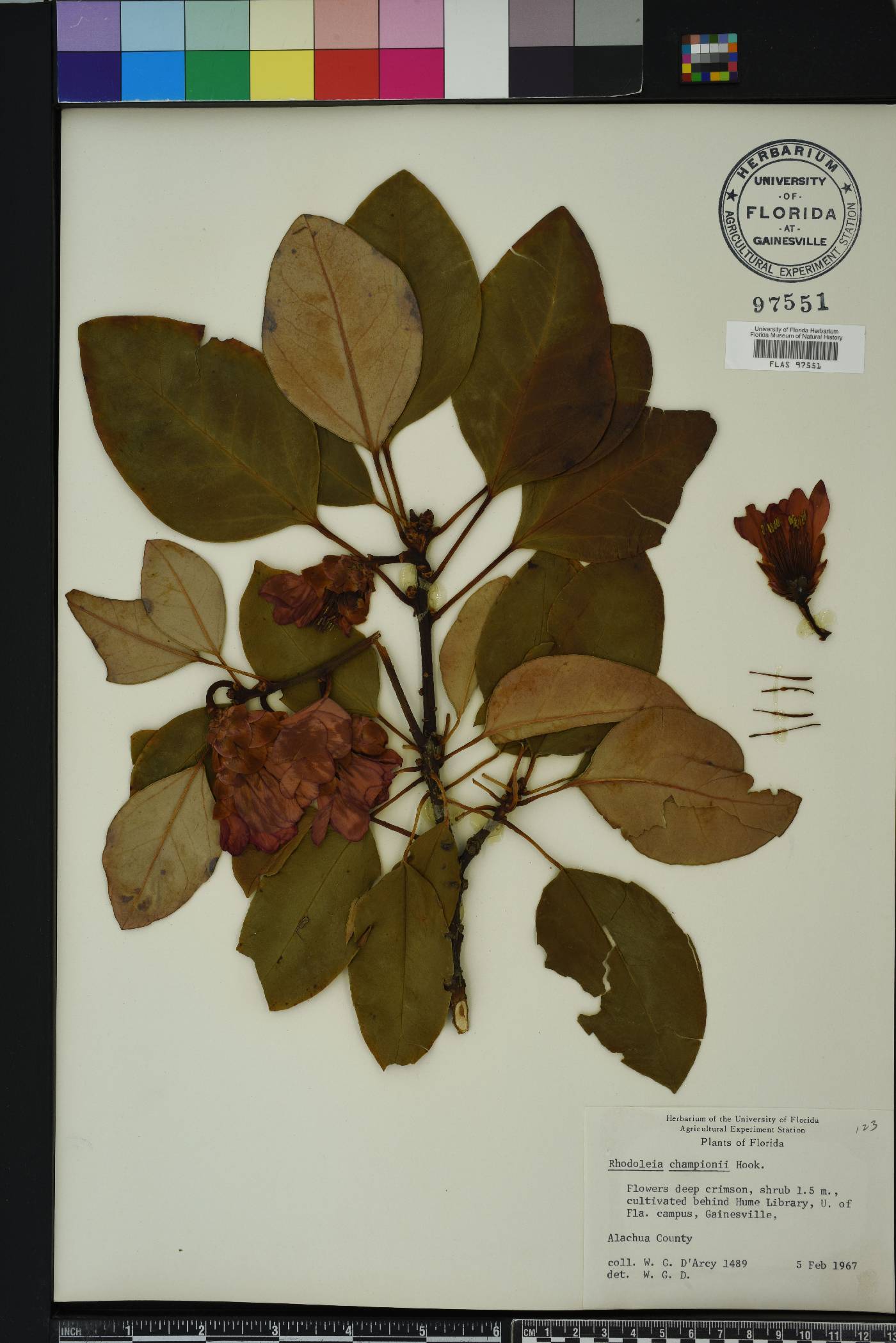 Rhodoleia championii image