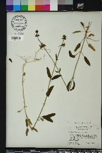 Stachys floridana image