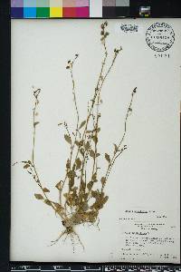 Lobelia homophylla image