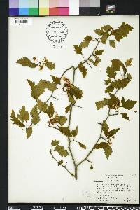 Crataegus pulcherrima image