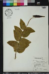 Asclepias humistrata image