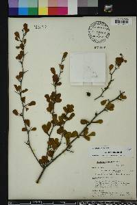 Crataegus michauxii image