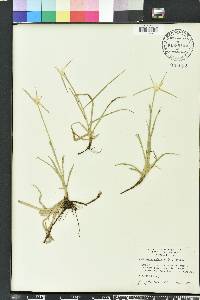 Rhynchospora colorata image