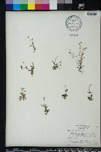 Houstonia pusilla image