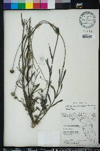 Melanthera angustifolia image