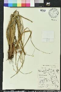 Cyperus planifolius image