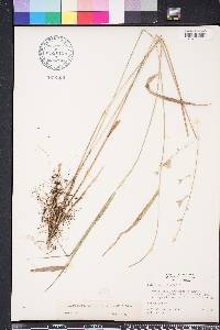 Chasmanthium nitidum image