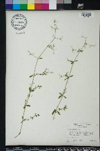 Galium pilosum image