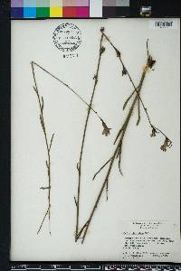 Lobelia glandulosa image