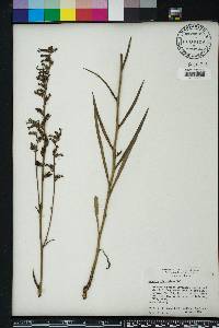 Lobelia glandulosa image