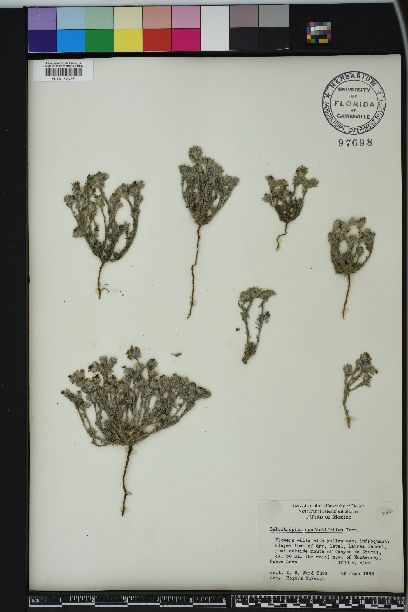 Euploca confertifolia image