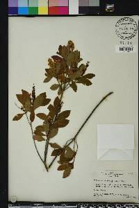 Cliftonia monophylla image