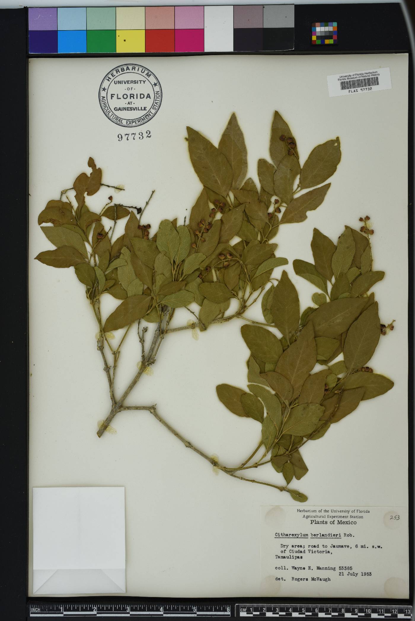 Citharexylum berlandieri image