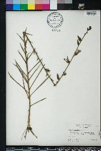 Lobelia glandulosa image