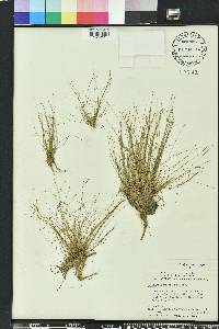 Eleocharis microcarpa image