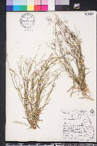 Dichanthelium ensifolium image