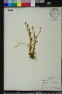 Polygala lutea image