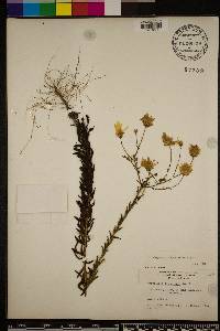 Chrysopsis gossypina subsp. hyssopifolia image