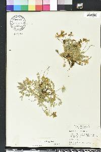 Astragalus villosus image
