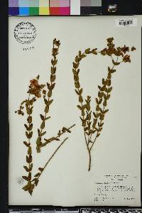 Hypericum myrtifolium image