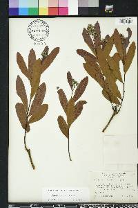 Geobalanus oblongifolius image