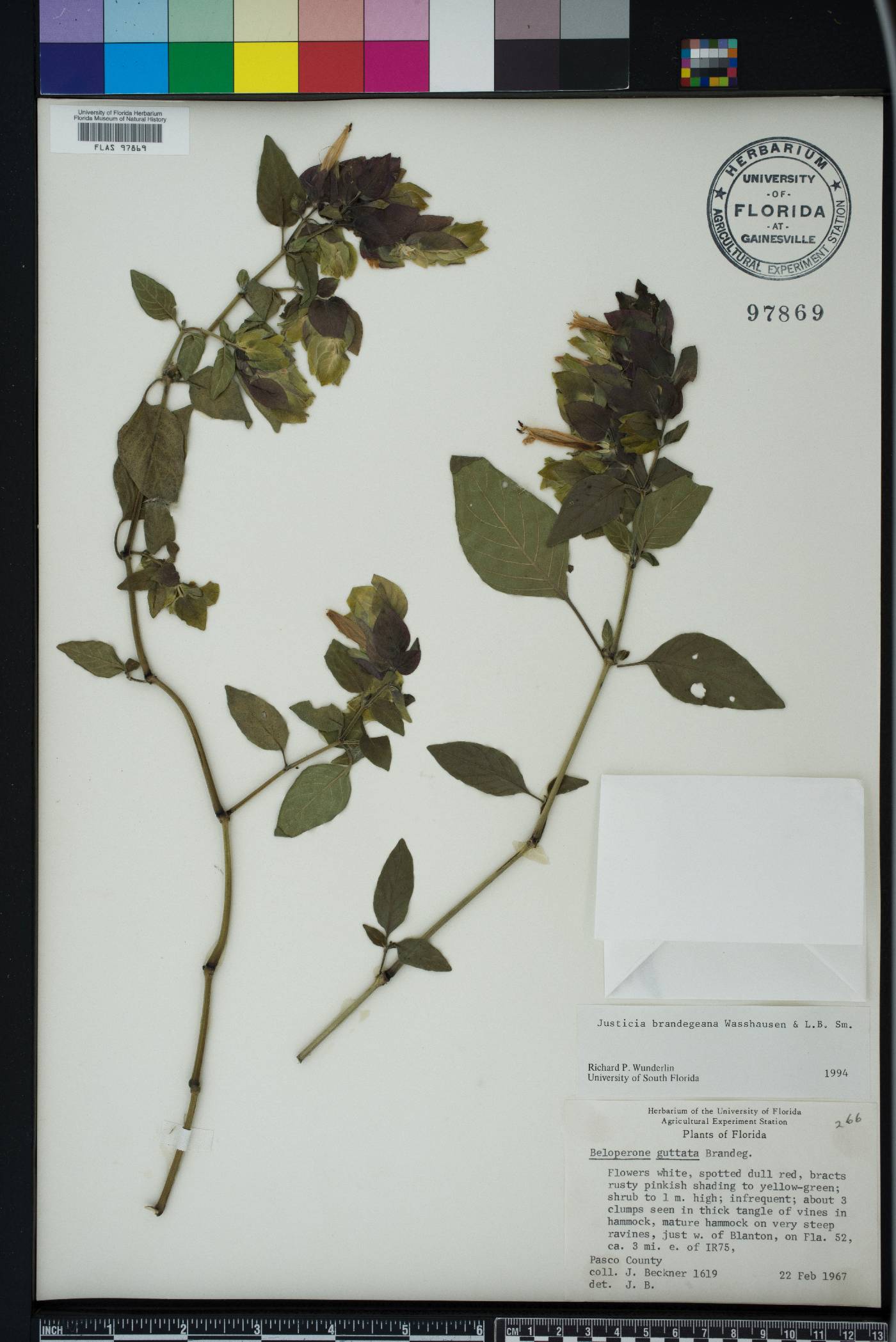 Justicia brandegeeana image