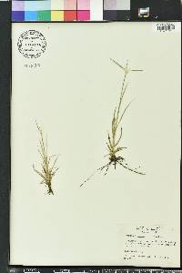 Rhynchospora colorata image