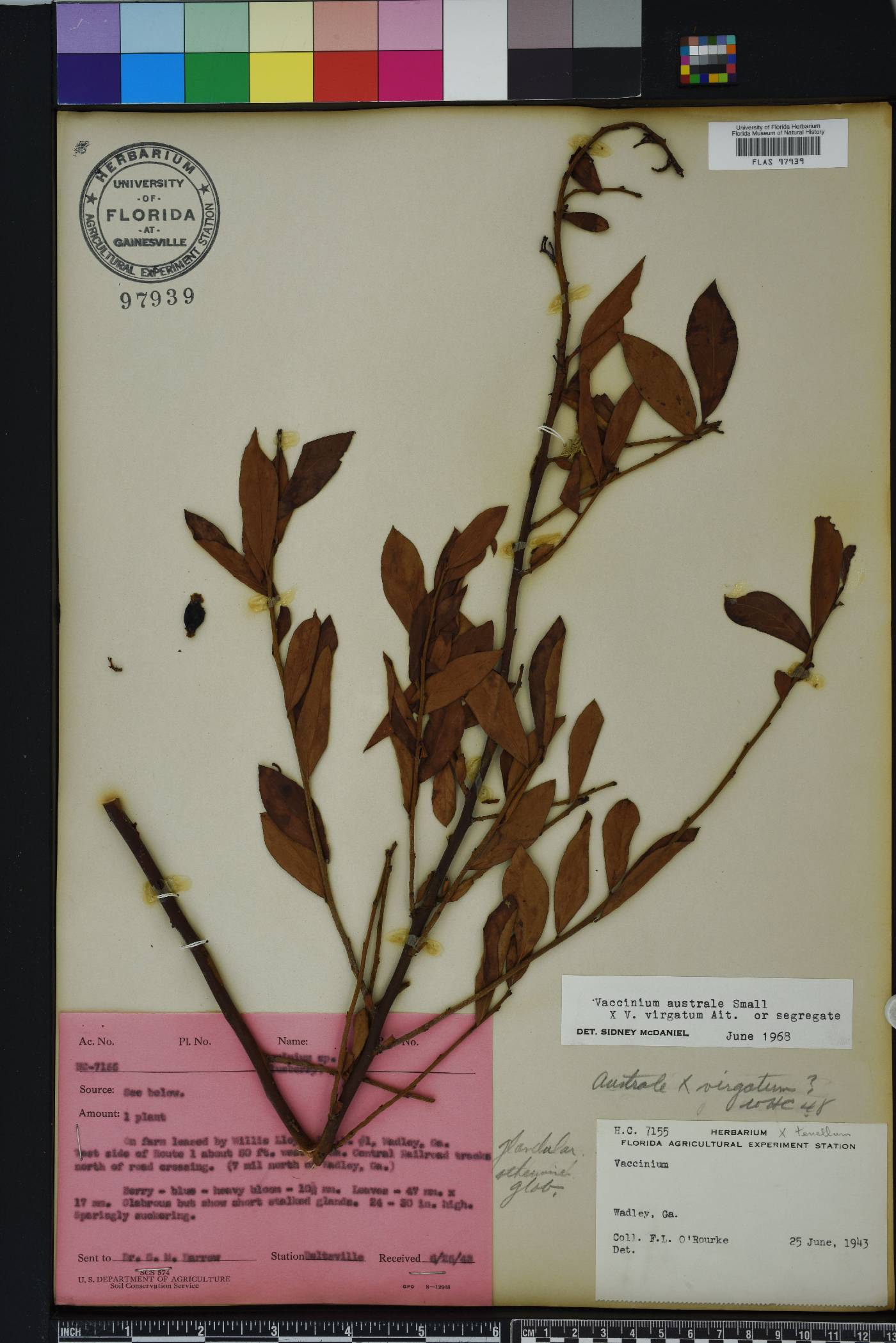 Vaccinium formosum image