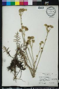 Hymenopappus scabiosaeus image