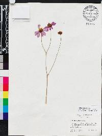 Coreopsis nudata image