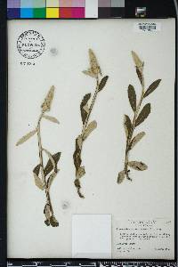 Pterocaulon pycnostachyum image