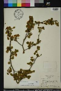 Crataegus michauxii image