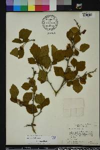 Crataegus michauxii image