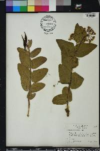 Asclepias humistrata image