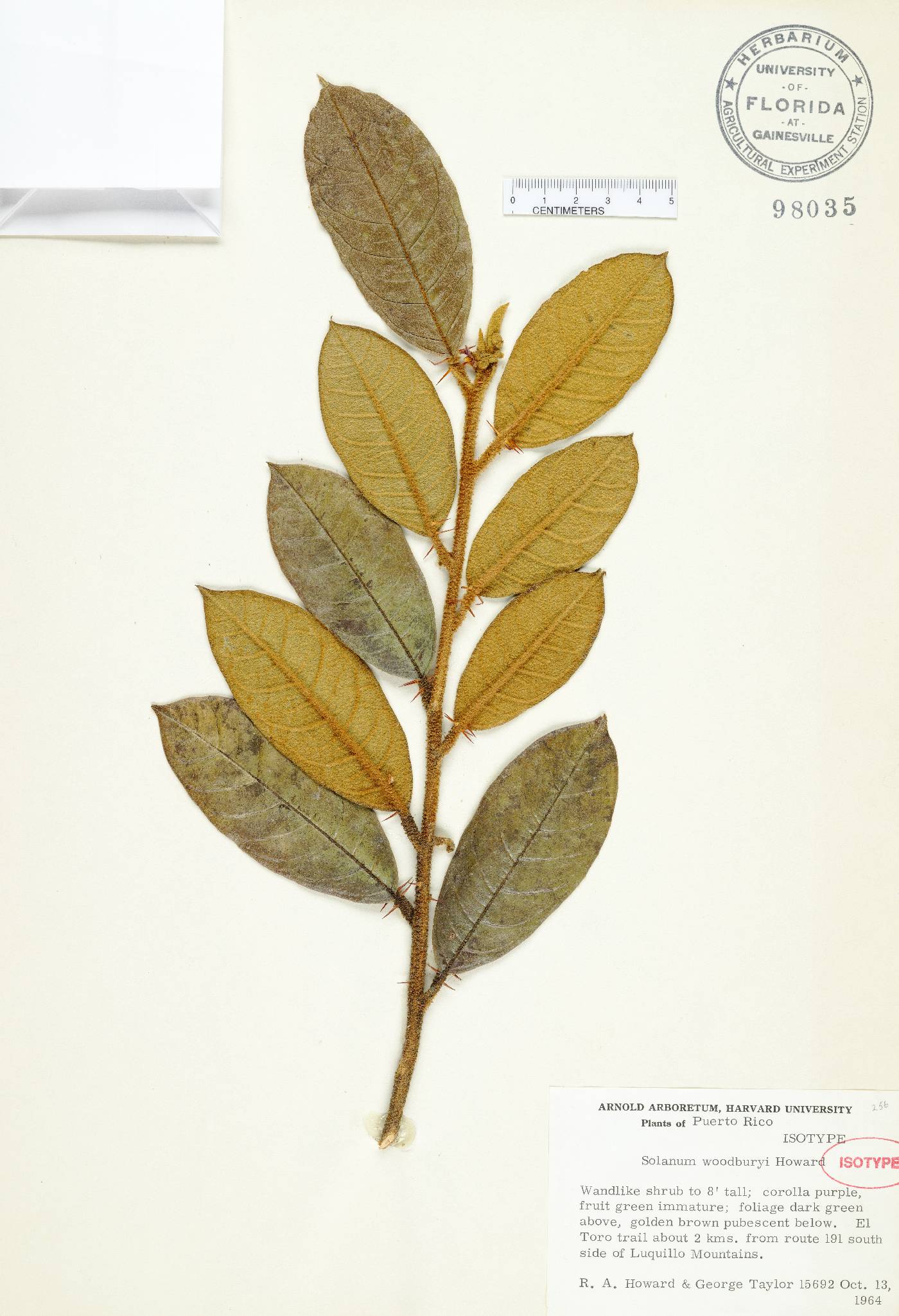 Solanum woodburyi image