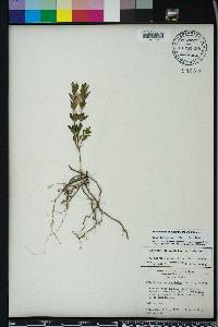 Dyschoriste oblongifolia image