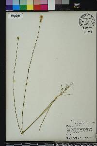 Polygala incarnata image