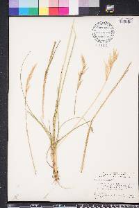 Danthonia sericea image