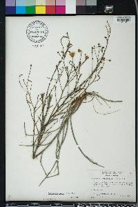 Pityopsis aspera image