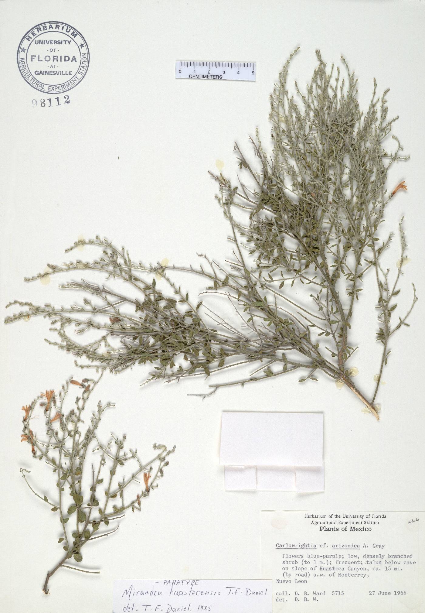 Mirandea huastecensis image