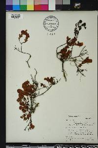 Hypericum crux-andreae image