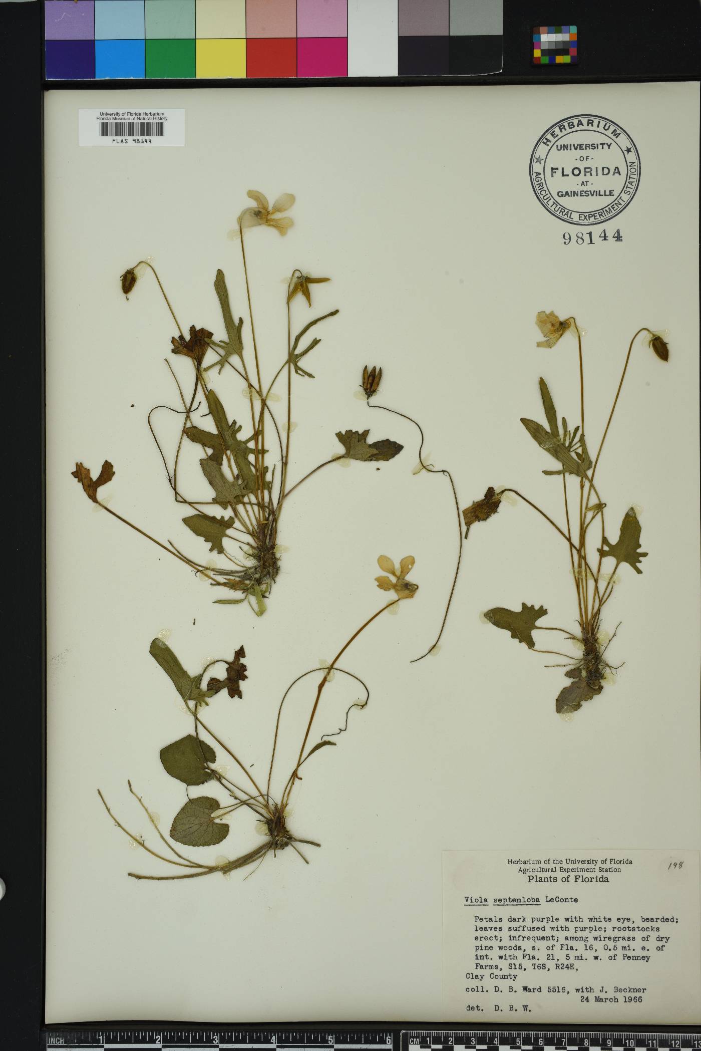 Viola septemloba image