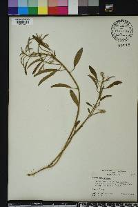 Croton argyranthemus image